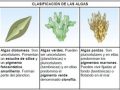 ¿Qué son las algas en el reino protista?